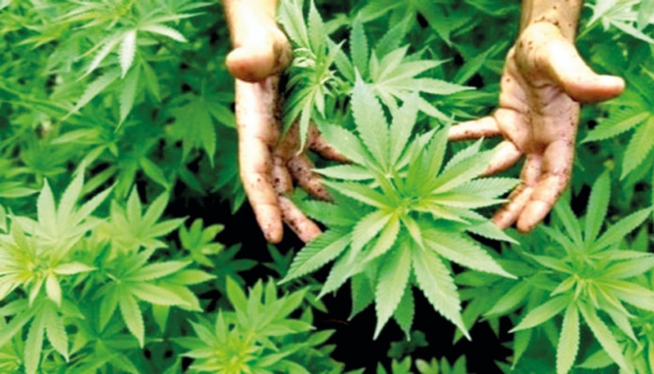 10 رخص لمزارعي القنب الهندي قصد تحويله وتصنيعه  10 رخص لمزارعي القنب الهندي قصد تحويله وتصنيعه