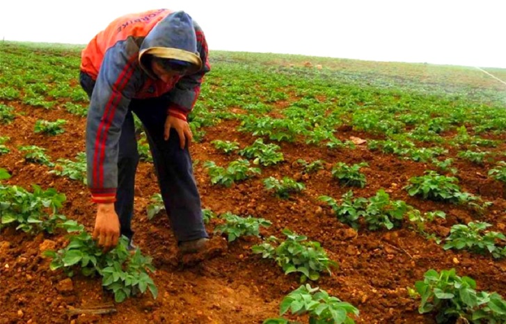 فلاحون يتنفسون الصعداء بقدوم أمطار موسم الخريف فلاحون يتنفسون الصعداء بقدوم أمطار موسم الخريف