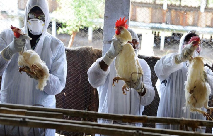 إنفلونزا الطيور في الجزائر
