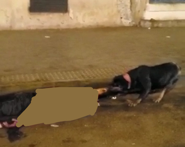 بالصور.. جريمة اعتداء مروعة بسكين كبير وكلب شرس اهتز لها الرأي العام بالصور.. جريمة اعتداء مروعة بسكين كبير وكلب شرس اهتز لها الرأي العام