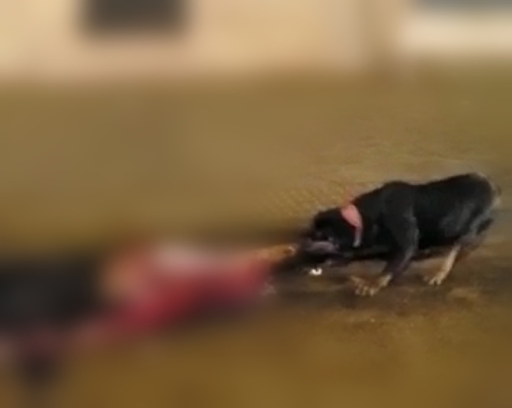 بالصور.. جريمة اعتداء مروعة بسكين كبير وكلب شرس اهتز لها الرأي العام بالصور.. جريمة اعتداء مروعة بسكين كبير وكلب شرس اهتز لها الرأي العام