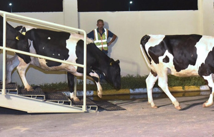 استيراد الأبقار الجاهزة للذبح يحرّك تجار اللحوم الحمراء للاستنكار استيراد الأبقار الجاهزة للذبح يحرّك تجار اللحوم الحمراء للاستنكار