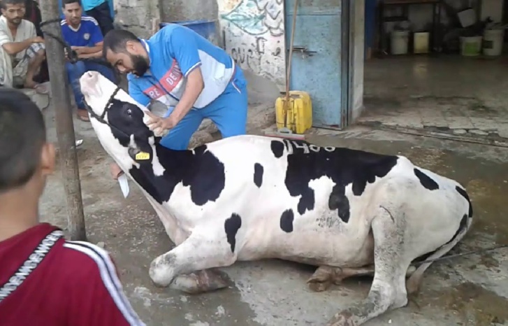 قرار‭ ‬منع‭ ‬ذبح‭ ‬البقرات‭ ‬يحدث‭ ‬جدلا بأوساط الفلاحين