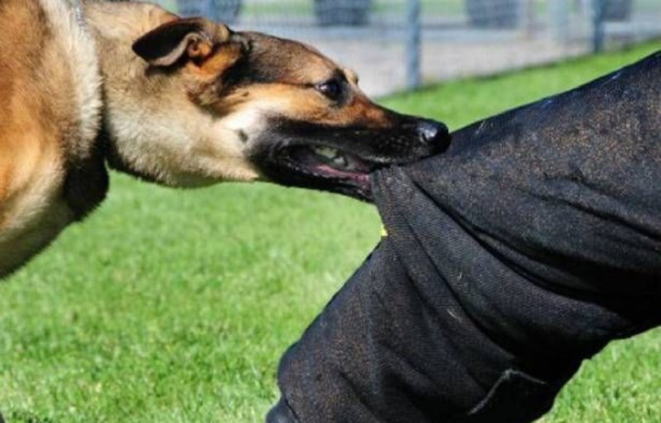 كلب ضال يعُضّ وزيرا مغربيا سابقا كلب ضال يعُضّ وزيرا مغربيا سابقا