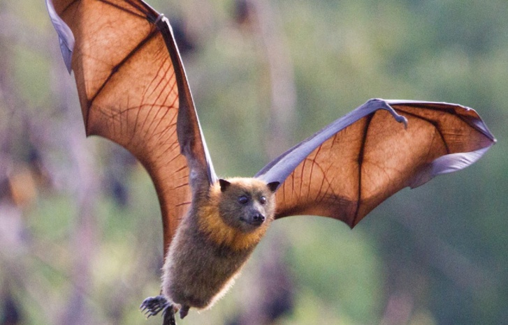 اكتشاف فيروس قاتل بالخفافيش قد ينهي حياة ثلث العالم