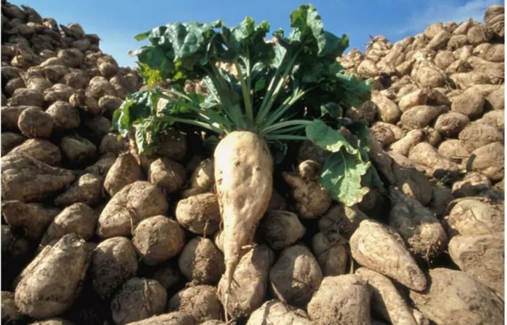 مزارعو الشمندر بقصبة تادلة ومناطق مجاورة غاضبون مزارعو الشمندر بقصبة تادلة ومناطق مجاورة غاضبون