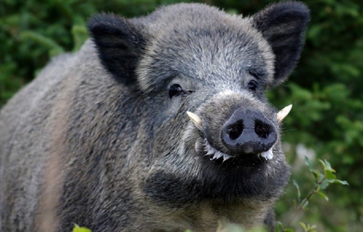 خنزير يفسد محاصيل المزارعين بضواحي أزيلال خنزير يفسد محاصيل المزارعين بضواحي أزيلال