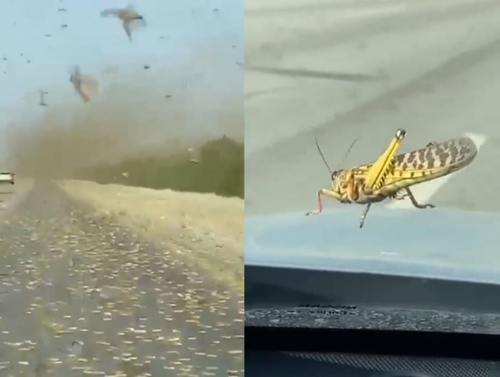 بعد الضجة التي أثارها.. سلطات السعودية توضّح حقيقة غزو الجراد لإحدى محافظاتها بعد الضجة التي أثارها.. سلطات السعودية توضّح حقيقة غزو الجراد لإحدى محافظاتها