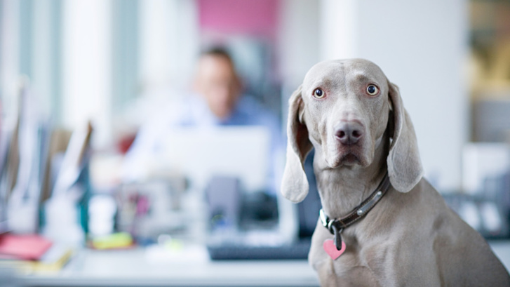جريمة ضد الحيوانات.. إسبانيا تُصْدِرْ قانوناً يسمح بممارسة الجنس مع الحيوانات جريمة ضد الحيوانات.. إسبانيا تُصْدِرْ قانوناً يسمح بممارسة الجنس مع الحيوانات