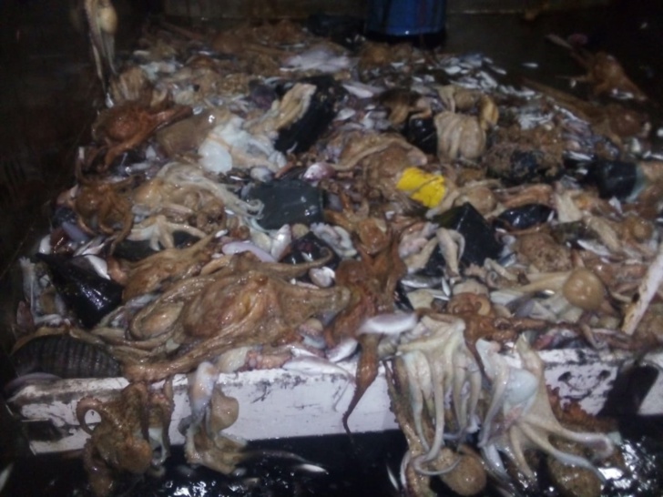 صور صادمة توثق إلقاء أطنان من الأخطبوط في عرض البحر والجهات المعنية صامتة صور صادمة توثق إلقاء أطنان من الأخطبوط في عرض البحر والجهات المعنية صامتة