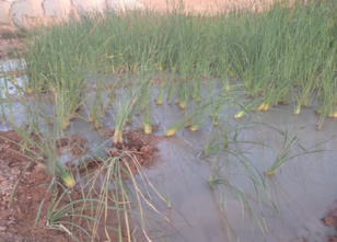 مياه طرحها المنجم تغمر نباتات (شبكة جمعيات إفران الكبرى) مياه طرحها المنجم تغمر نباتات (شبكة جمعيات إفران الكبرى)