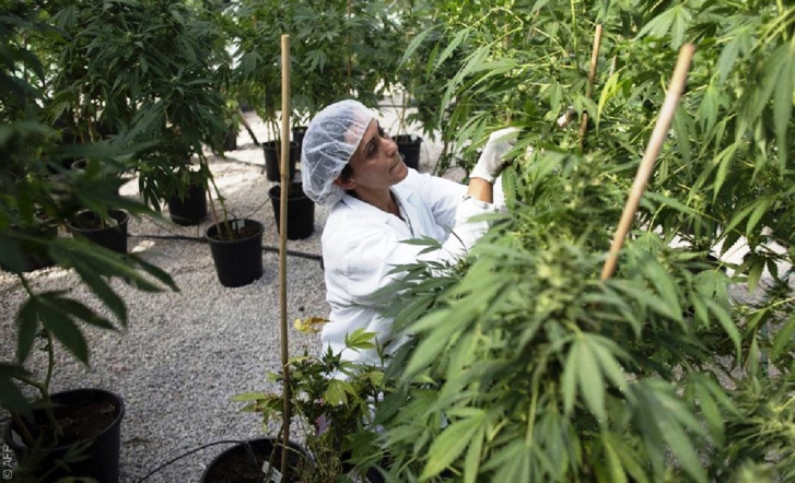 التعاطي مع طابو «الكيف» في المغرب يدخل مرحلة متقدمة التعاطي مع طابو «الكيف» في المغرب يدخل مرحلة متقدمة