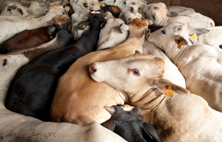 حقيقة‭ ‬مخاوف‭ ‬المغاربة‭ ‬من‭ ‬لحوم‭ ‬الأبقار‭ ‬المستوردة‭ ‬من‭ ‬البرازيل