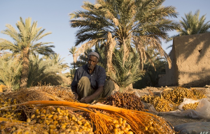 المغرب‭ ‬يخطط‭ ‬ليصبح‭ ‬رائدا‭ ‬في‭ ‬أقل‭ ‬من‭ ‬عشر‭ ‬سنوات‭ ‬في‭ ‬مجال‭ ‬زراعة‭ ‬النخيل‭