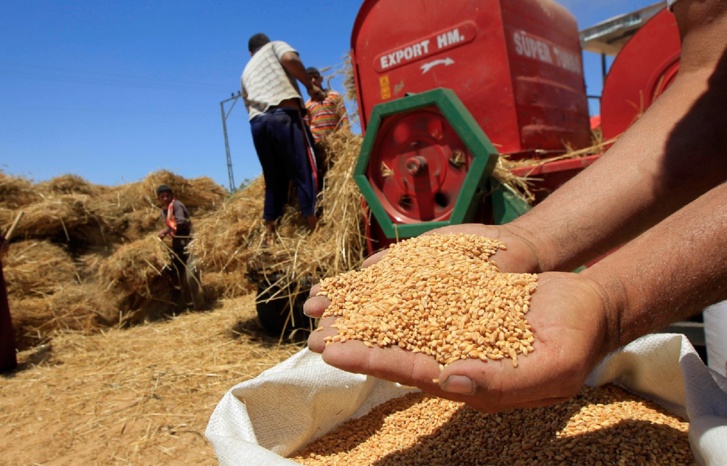 تهاوي أسعار الحبوب يزيد من محن الفلاحين بعد الحصاد تهاوي أسعار الحبوب يزيد من محن الفلاحين بعد الحصاد