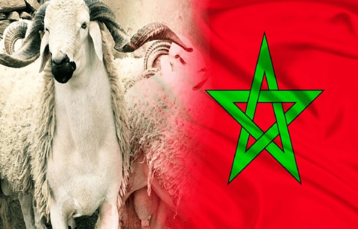 رغم الدعم الحكومي لمستوردي الأكباش.. مخاوف من زيادات مهولة في أسعار أضاحي العيد رغم الدعم الحكومي لمستوردي الأكباش.. مخاوف من زيادات مهولة في أسعار أضاحي العيد