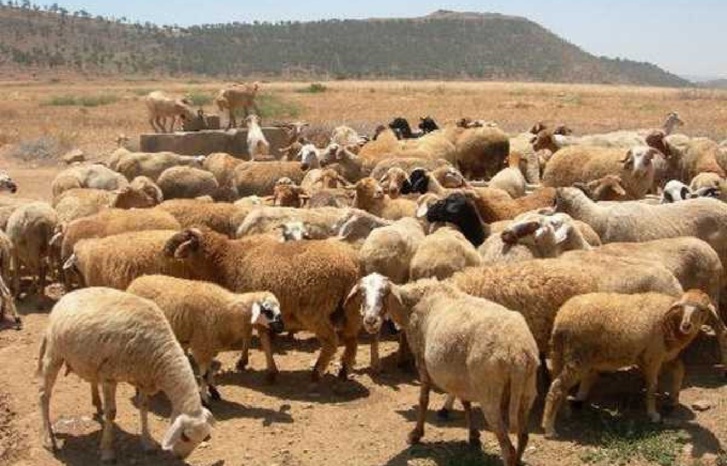 حكاية أسواق الأغنام بوجدة و النواحي
