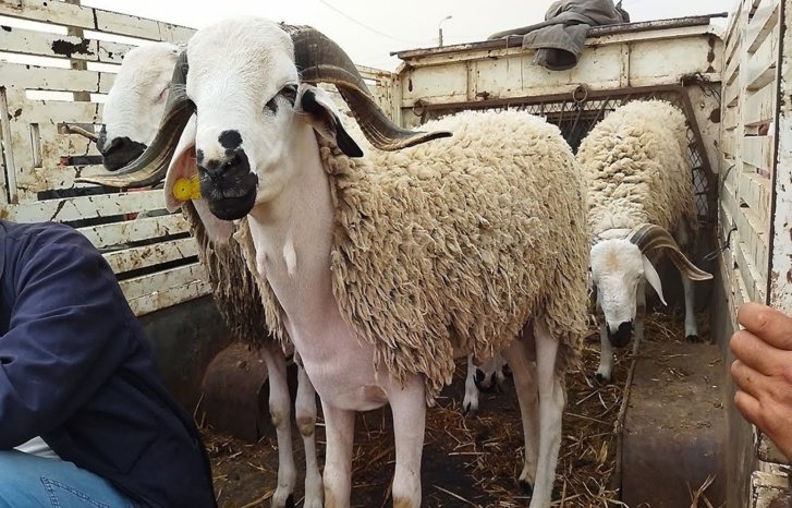 رغم دعم الحكومة ..الوسطاء و«الشناقة» يفعلون فعلتهم والمواطن يدفع الثمن رغم دعم الحكومة ..الوسطاء و«الشناقة» يفعلون فعلتهم والمواطن يدفع الثمن