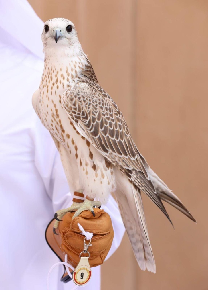 العرائش: انطلاق عملية التسجيل بالمسابقة الوطنية في الفن التشكيلي العرائش: انطلاق عملية التسجيل بالمسابقة الوطنية في الفن التشكيلي