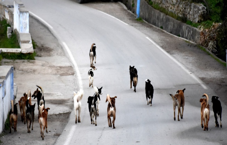 إلى متى ستظل تهديدات المضطربين عقليا والكلاب الضالة قائمة في عين عتيق؟ إلى متى ستظل تهديدات المضطربين عقليا والكلاب الضالة قائمة في عين عتيق؟