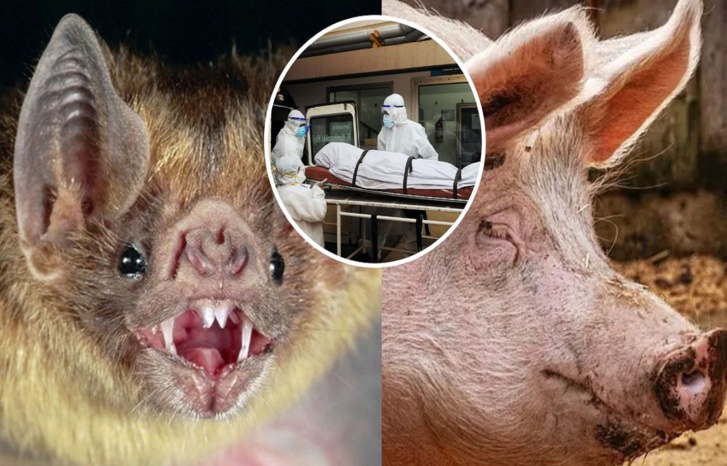 ظهور «نيباه» بالهند ينبئ بوباء عالمي على غرار كورونا ظهور «نيباه» بالهند ينبئ بوباء عالمي على غرار كورونا