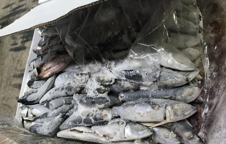 البيضاء.. العثور على كمية كبيرة من الكوكايين داخل شحنة أسماك مجمدة البيضاء.. العثور على كمية كبيرة من الكوكايين داخل شحنة أسماك مجمدة