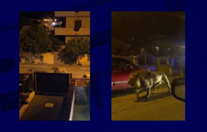 هروب أسد من السيرك بمدينة إيطالية يفزع الساكنة والسلطات تتدخل هروب أسد من السيرك بمدينة إيطالية يفزع الساكنة والسلطات تتدخل