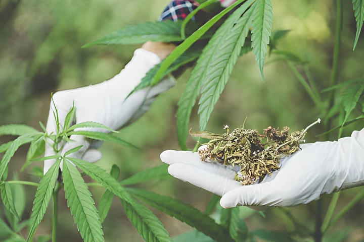 إصدار 609 ترخيصا يهم الأنشطة المتعلقة بالقنب الهندي إصدار 609 ترخيصا يهم الأنشطة المتعلقة بالقنب الهندي