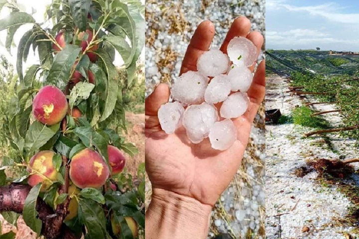 الصقيع وتأخر الأمطار.. مخاوف الفلاحين من تكرار سيناريو الموسم الماضي