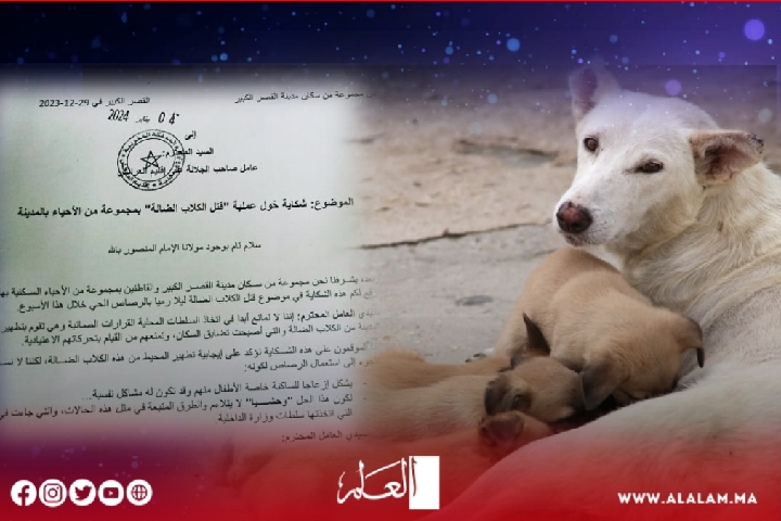 إعدام الكلاب الضالة بالرصاص يدفع ساكنة القصر الكبير للاستنكار إعدام الكلاب الضالة بالرصاص يدفع ساكنة القصر الكبير للاستنكار