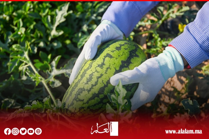 الداخلية تحظر زراعة البطيخ بإقليم الراشيدية
