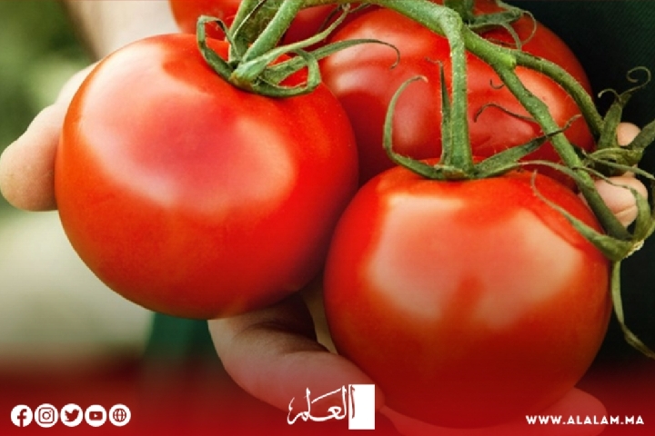 انهيار مدوٍّ في سعر الطماطم والخضر ينعش جيوب المغاربة انهيار مدوٍّ في سعر الطماطم والخضر ينعش جيوب المغاربة