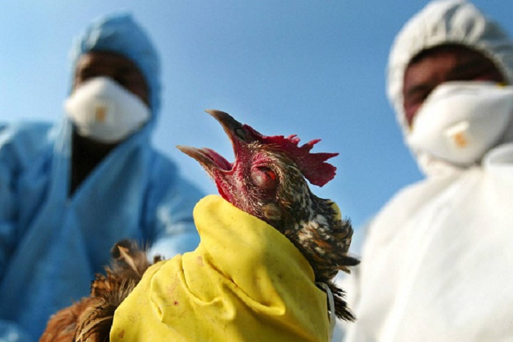 رصد سلالة شديدة العدوى من فيروس أنفلونزا الطيور بالنيجر