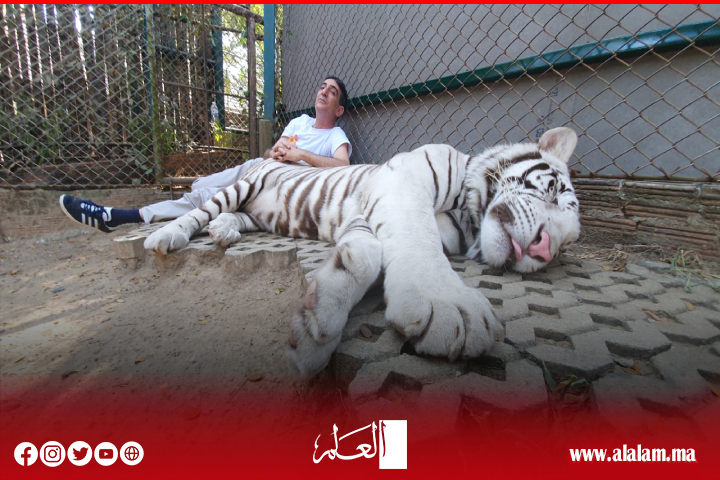 النمر والتنمر على الفنان نعمان لحلو.. غاب الحياء وفتح باب التفاهة على مصراعيه فصارت الأعراض تباع بكثرة المشاهدات النمر والتنمر على الفنان نعمان لحلو.. غاب الحياء وفتح باب التفاهة على مصراعيه فصارت الأعراض تباع بكثرة المشاهدات