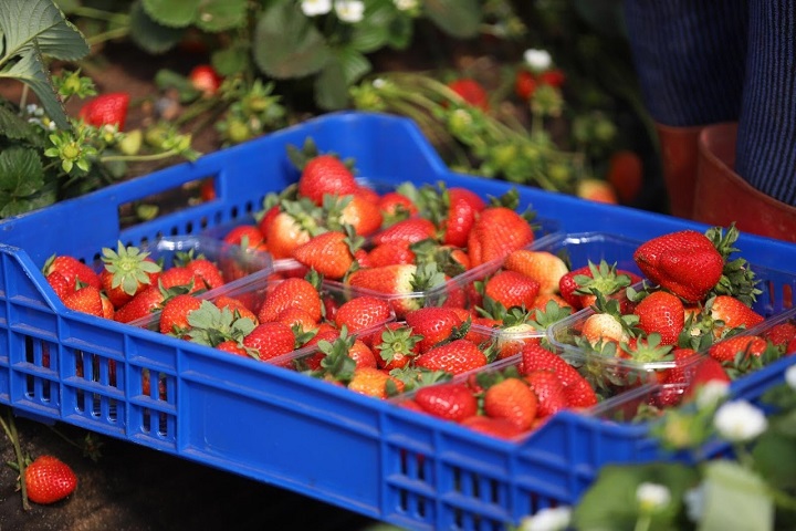 وزارة الفلاحة توضح حقيقة الإشاعات الرائجة حول عدم سلامة الفراولة المغربية وزارة الفلاحة توضح حقيقة الإشاعات الرائجة حول عدم سلامة الفراولة المغربية