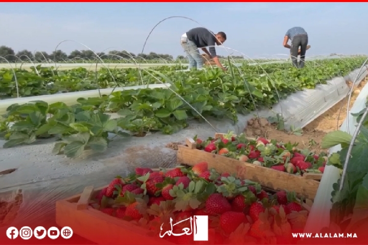 شكوك حول إعلان إنذار الاتحاد الأوروبي إصابة الفراولة المغربية بفيروس التهاب الكبد شكوك حول إعلان إنذار الاتحاد الأوروبي إصابة الفراولة المغربية بفيروس التهاب الكبد