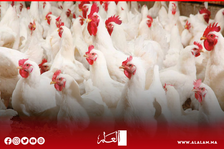 بعدما‭ ‬بلغت‭ ‬مستويات‭ ‬قياسية‭ ‬خلال‭ ‬رمضان.. ‬أسعار‭ ‬الدجاج تتراجع‭ ‬ومهنيون‭ ‬يكشفون‭ ‬السبب