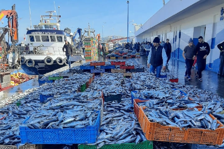 ميناء الناظور يواجه تراجعا في كميات الأسماك المفرغة ميناء الناظور يواجه تراجعا في كميات الأسماك المفرغة
