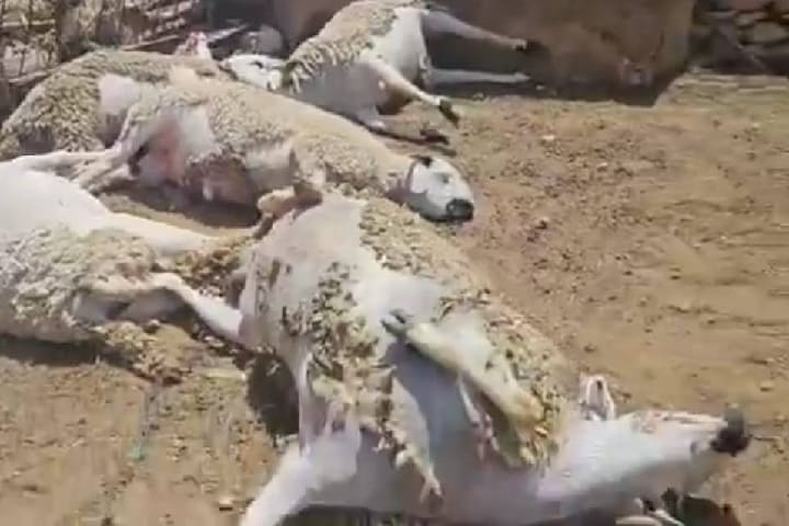 برشيد: غموض يكتنف قضية نفوق رؤوس الأغنام بجماعة المباركيين برشيد: غموض يكتنف قضية نفوق رؤوس الأغنام بجماعة المباركيين