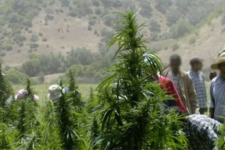 العفو الملكي يؤسس لمبادرة اجتماعية لدعم الاقتصاد المحلي العفو الملكي يؤسس لمبادرة اجتماعية لدعم الاقتصاد المحلي