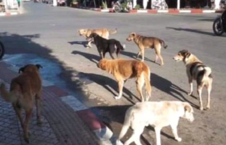 الكلاب المسعورة تقض مضجع سكان قصور تافيلالت الكلاب المسعورة تقض مضجع سكان قصور تافيلالت