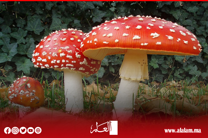 ضرورة حماية أفضل للفطر لدوره المهم في التنوع الحيوي على جدول المناقشات في مؤتمر الأمم المتحدة ضرورة حماية أفضل للفطر لدوره المهم في التنوع الحيوي على جدول المناقشات في مؤتمر الأمم المتحدة