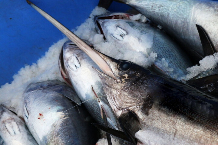 المغرب يرفع حصته من سمك أبو سيف في شمال الأطلسي وسمك التونة المغرب يرفع حصته من سمك أبو سيف في شمال الأطلسي وسمك التونة