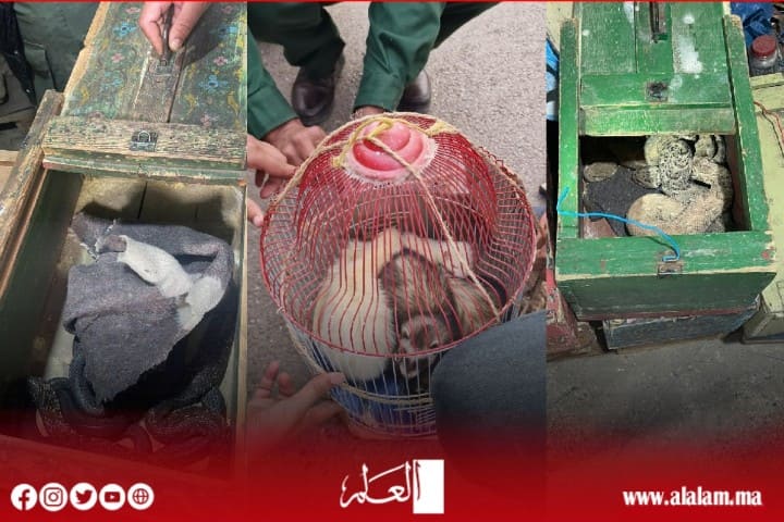 عمليات أمنية لمكافحة الاتجار غير المشروع بالحيوانات البرية عمليات أمنية لمكافحة الاتجار غير المشروع بالحيوانات البرية