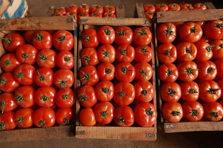 صادرات الطماطم المغربية إلى الاتحاد الأوروبي تسجل نموًا قياسيًا بنسبة 72% خلال عقد صادرات الطماطم المغربية إلى الاتحاد الأوروبي تسجل نموًا قياسيًا بنسبة 72% خلال عقد