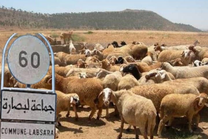 الكلاب الضالة تهاجم قطيعا للغنم وتتسبب في نفوق عدد من رؤوسها بجماعة لبصارة الكلاب الضالة تهاجم قطيعا للغنم وتتسبب في نفوق عدد من رؤوسها بجماعة لبصارة