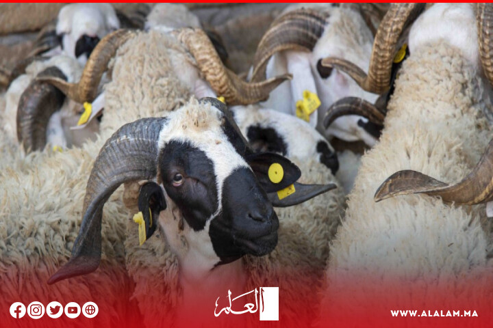 استراتيجية حكومية لضمان تكاثر القطيع الحيواني تغني عن اللجوء للاستيراد استراتيجية حكومية لضمان تكاثر القطيع الحيواني تغني عن اللجوء للاستيراد
