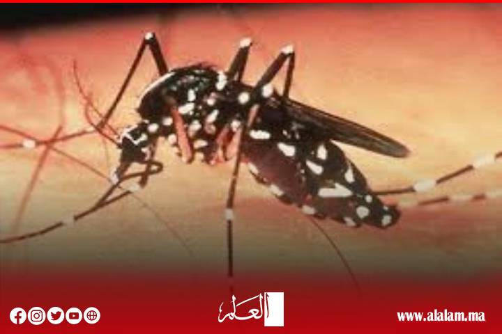 البعوض يغزو الحسيمة وسط صمت الجهات المختصة البعوض يغزو الحسيمة وسط صمت الجهات المختصة