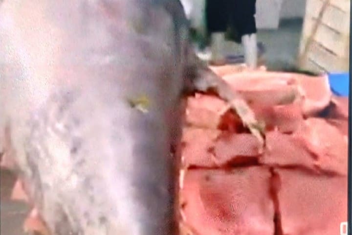 طنجة: مطالب بتعزيز المراقبة البيطرية على أسماك "التونة والسبادة" لحماية المستهلكين طنجة: مطالب بتعزيز المراقبة البيطرية على أسماك "التونة والسبادة" لحماية المستهلكين