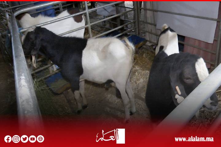 معرض سلالة "الدمان" بآيت ولال بزاكورة.. احتفاء بتراث فلاحي أصيل ودعامة للتنمية المحلية معرض سلالة "الدمان" بآيت ولال بزاكورة.. احتفاء بتراث فلاحي أصيل ودعامة للتنمية المحلية